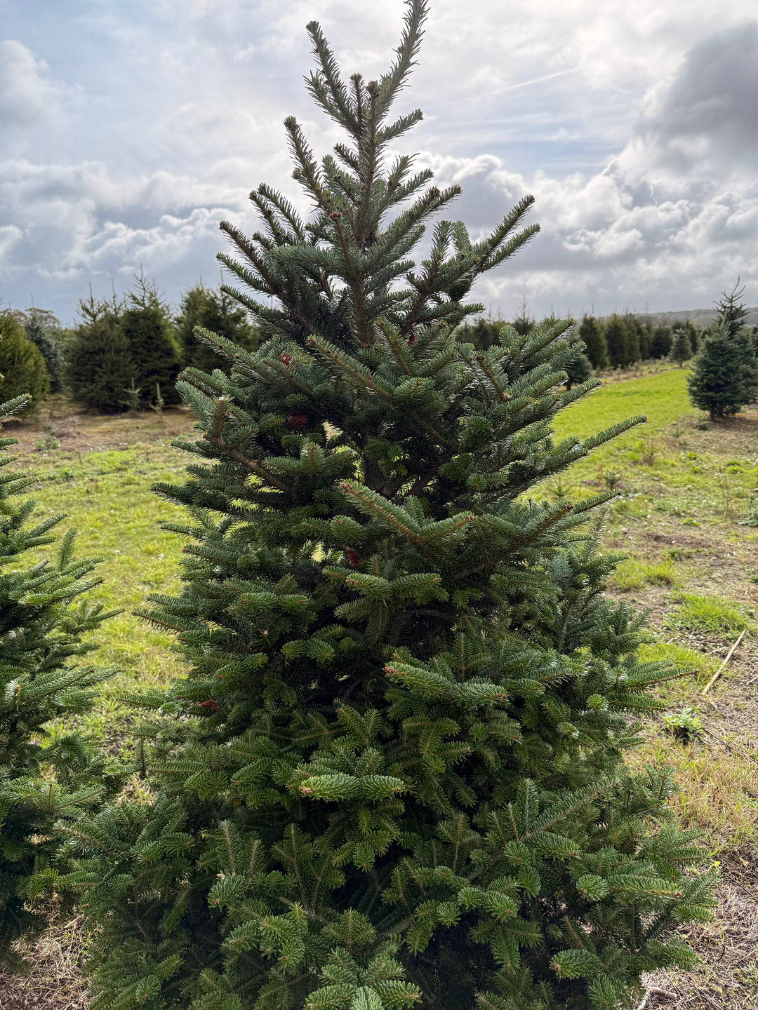 Balsam Fir