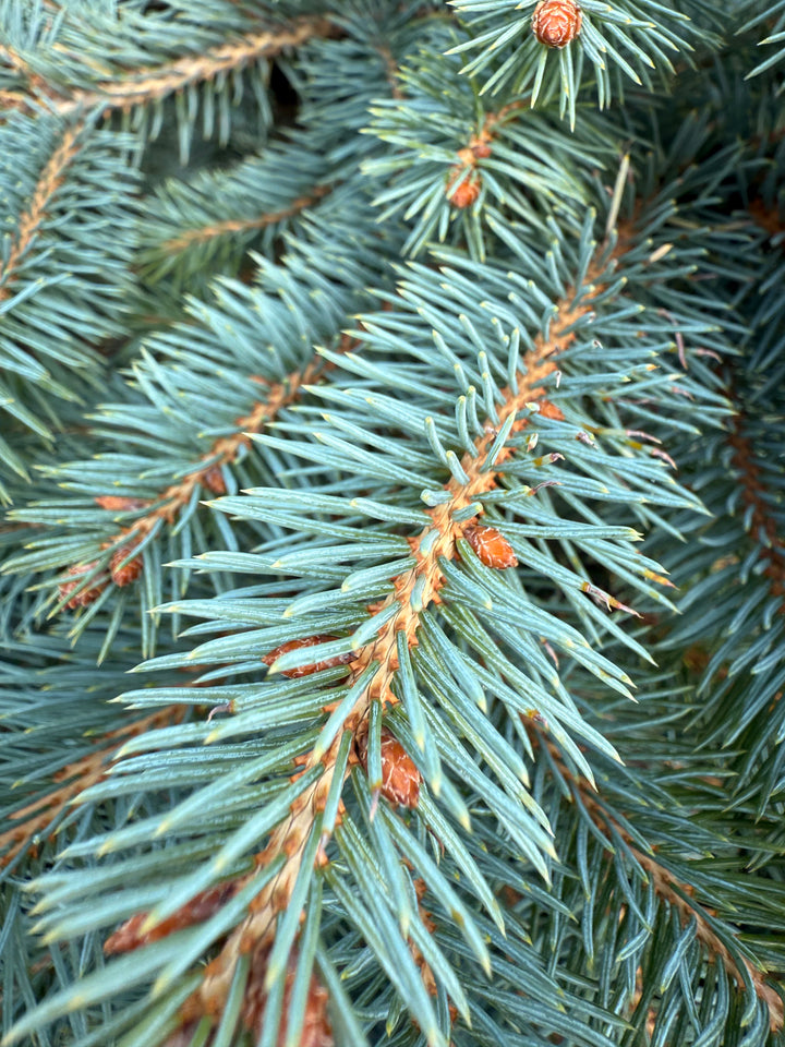 Blue Spruce