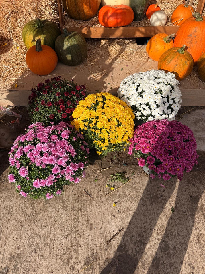 Fresh Product - Outdoor Belgian Chrysanthemum
