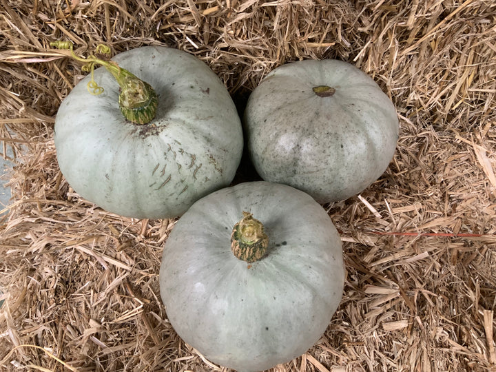 Fresh home grown pumpkins