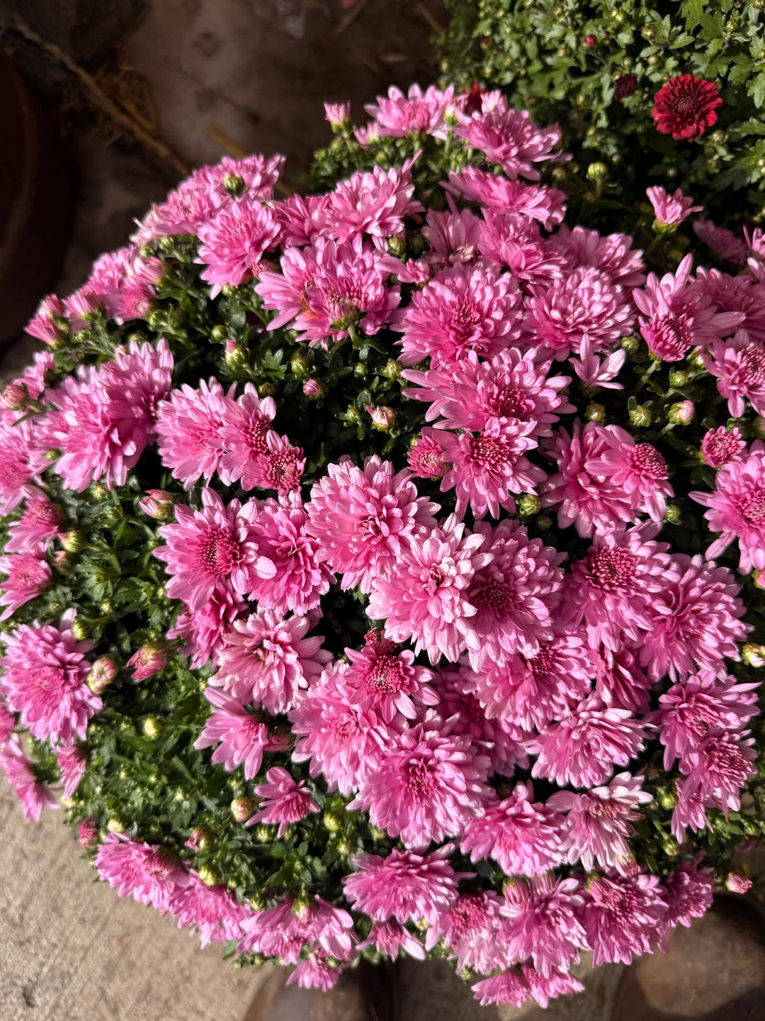 Fresh Product - Outdoor Belgian Chrysanthemum