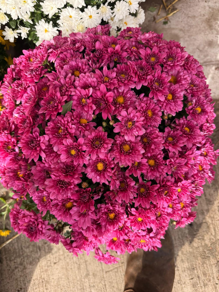 Fresh Product - Outdoor Belgian Chrysanthemum