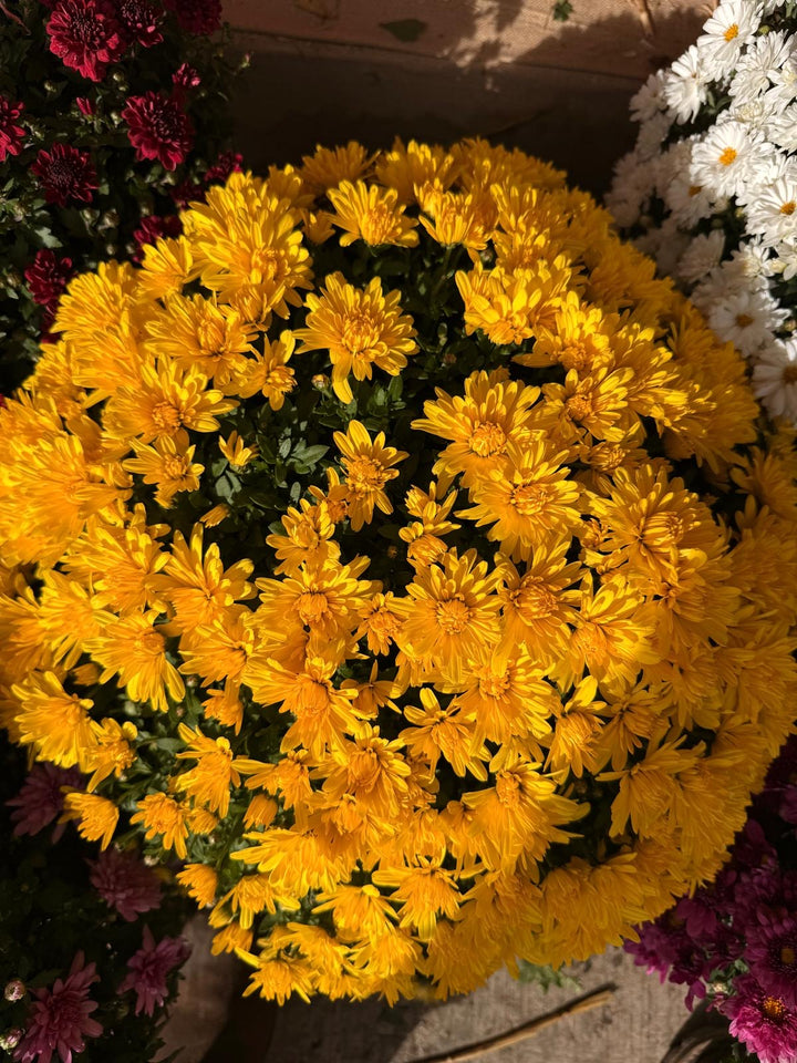 Fresh Product - Outdoor Belgian Chrysanthemum