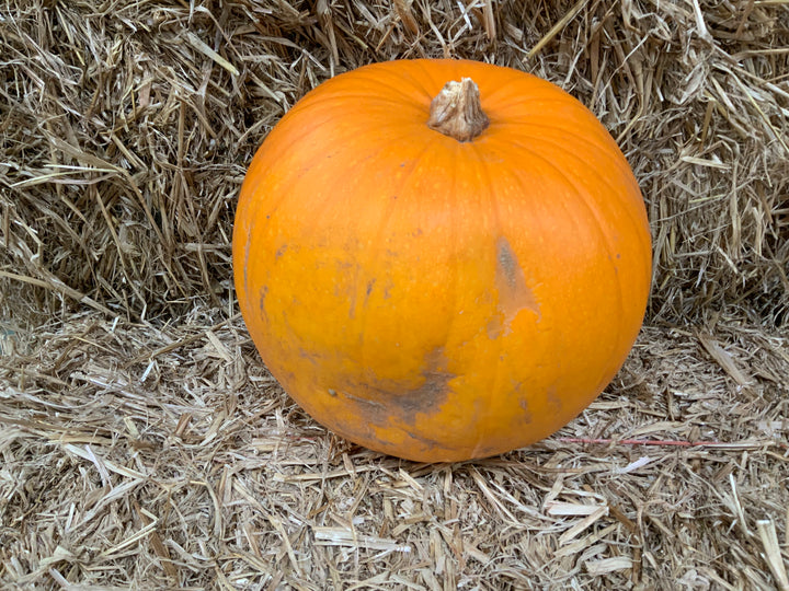 Fresh home grown pumpkins