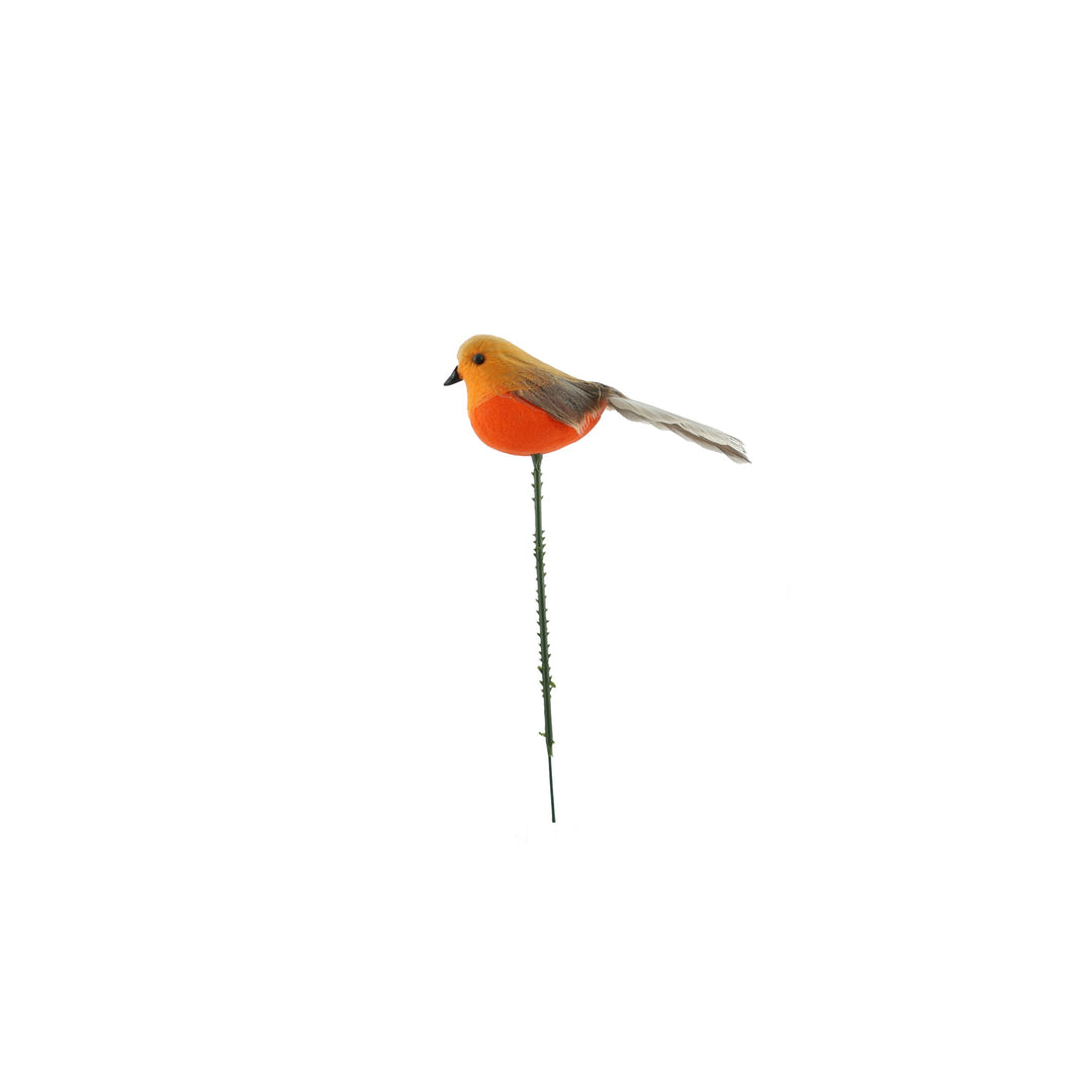 Birds - Various Birds