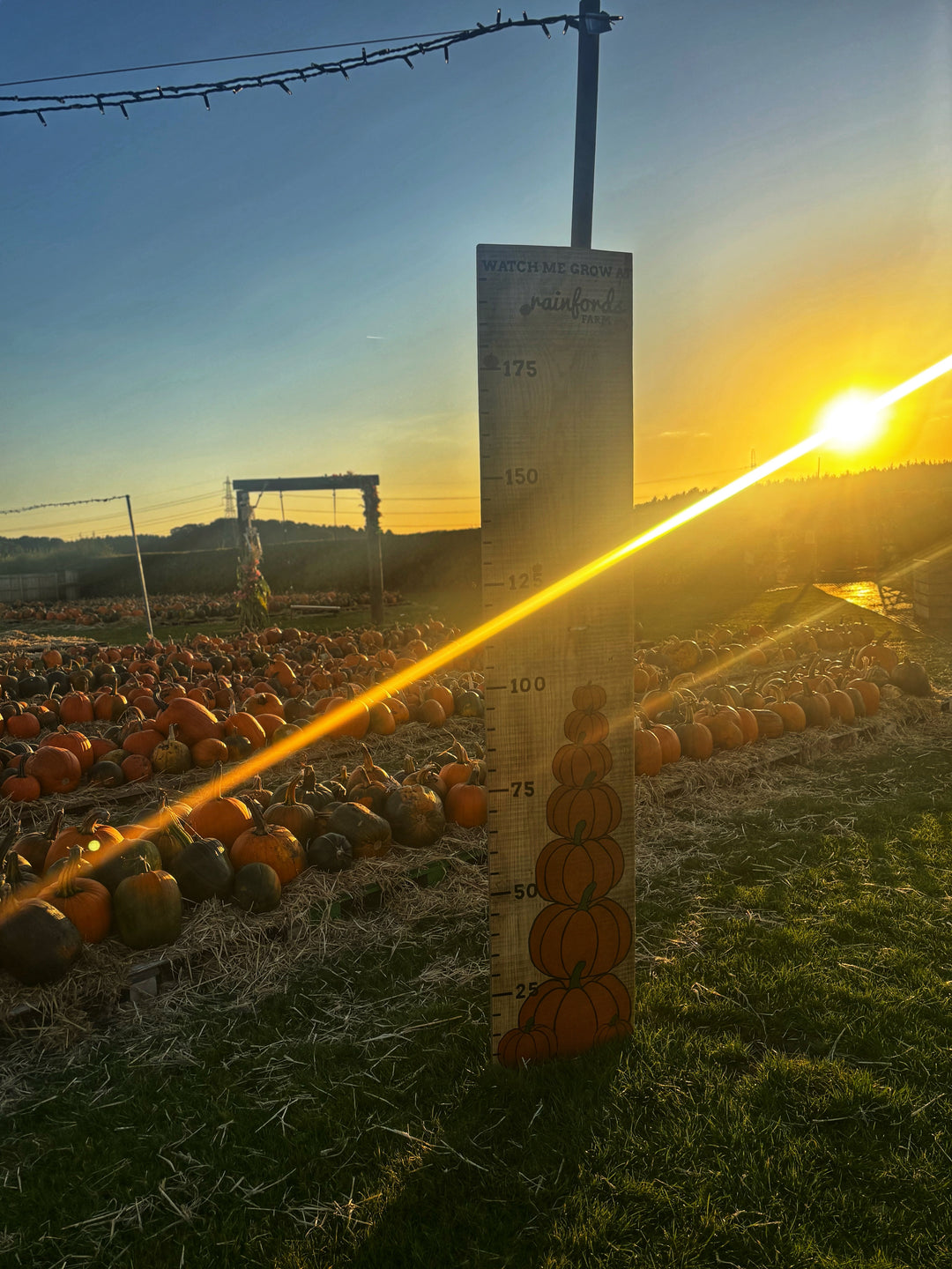 Pumpkin Evenings