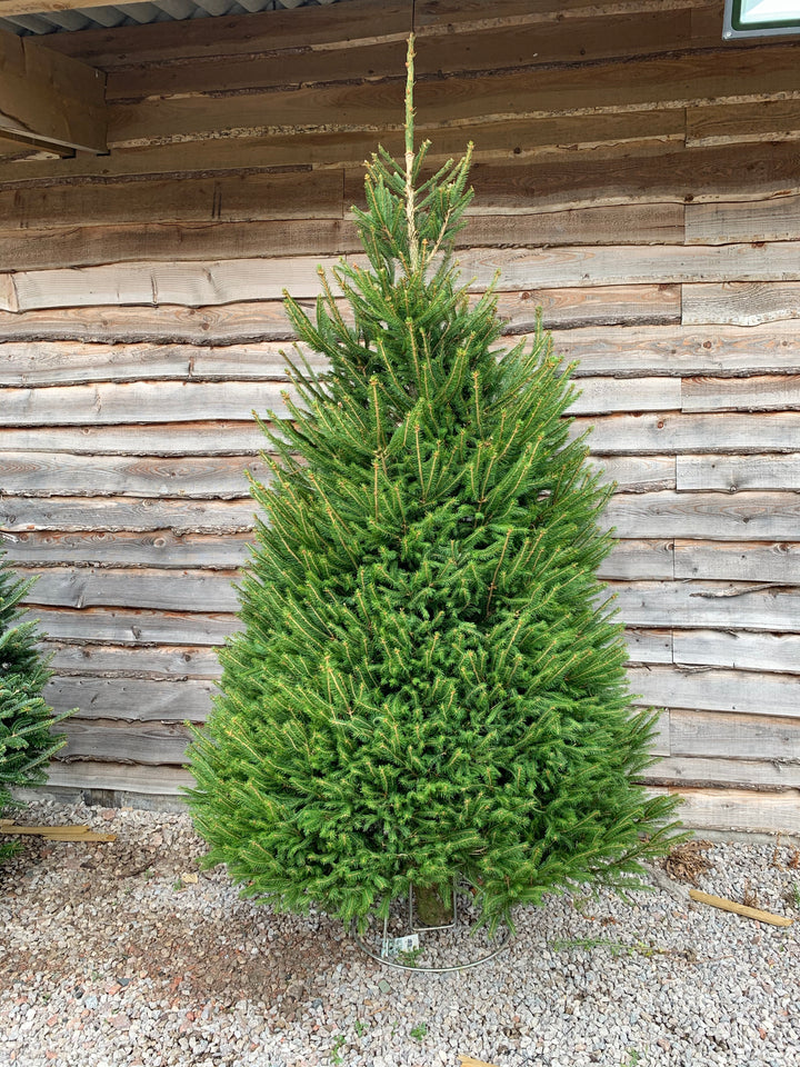 Norway Spruce