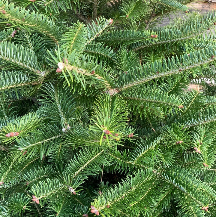 Christmas Tree - Fraser Fir