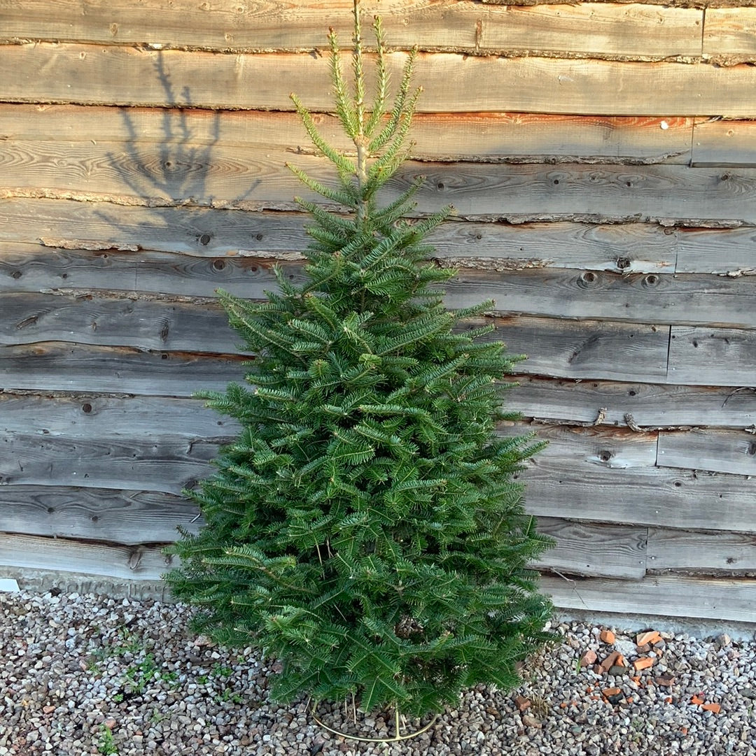 Christmas Tree - Fraser Fir