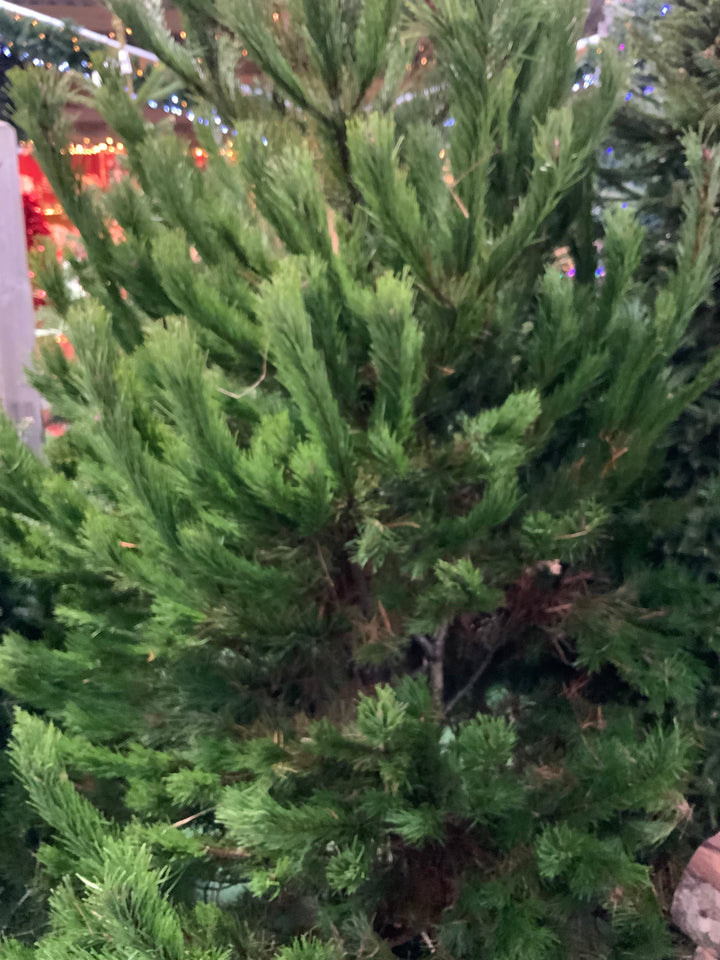 Christmas Tree - Scottish Lodgepole Pine