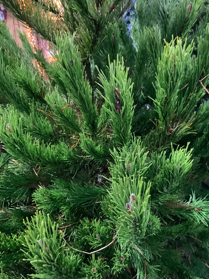 Christmas Tree - Scottish Lodgepole Pine
